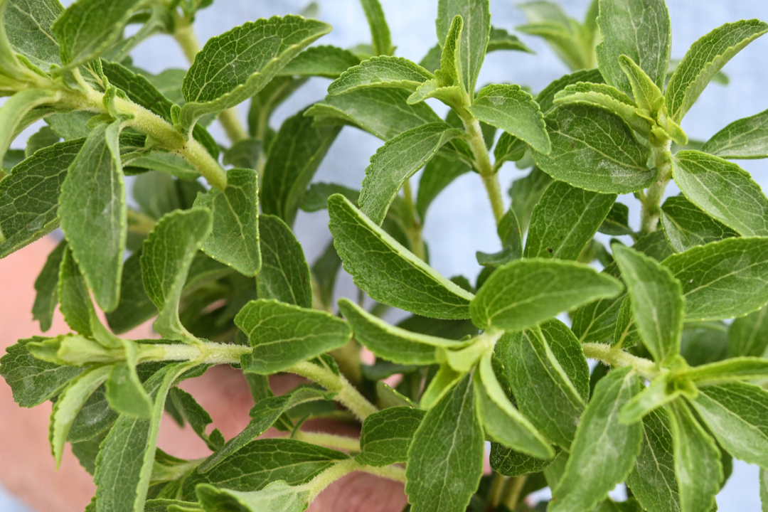 Stevia 🍃 + Cúrcuma: una combinación que funciona
